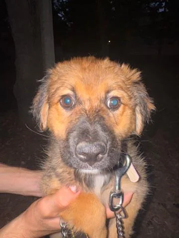 Kira in einer frontalen Nahaufnahme