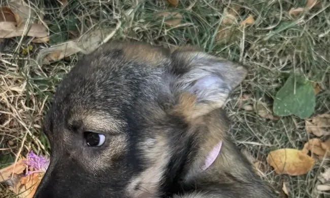 Prim-plan cu Mara în aer liber, în locul în care este îngrijită.