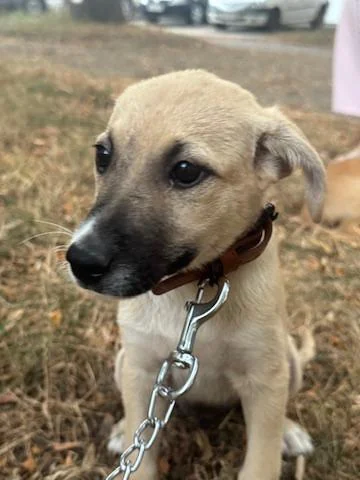 Milo