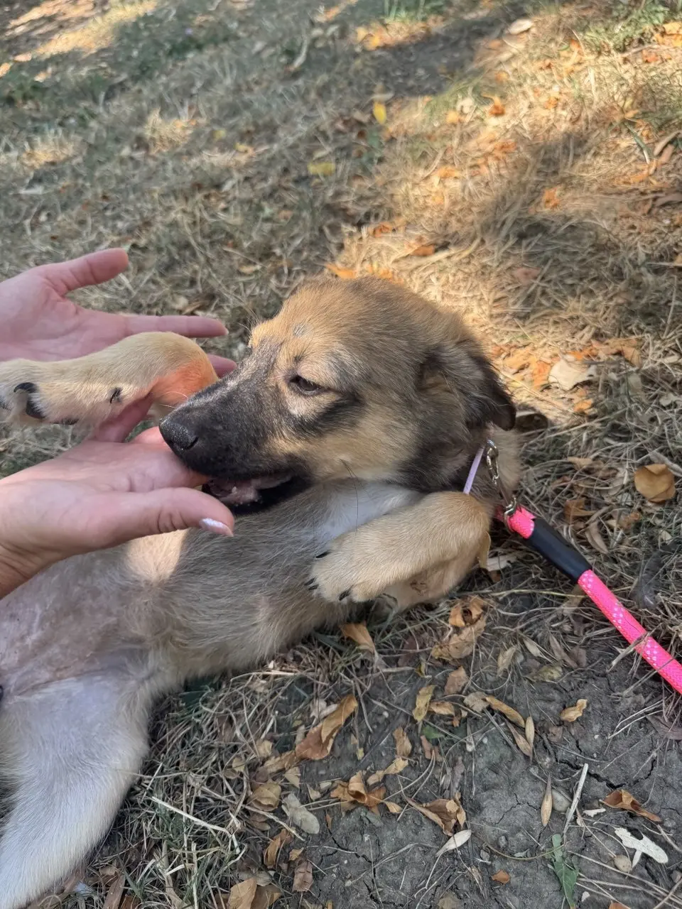 Nala în timpul îngrijirii, în aer liber.