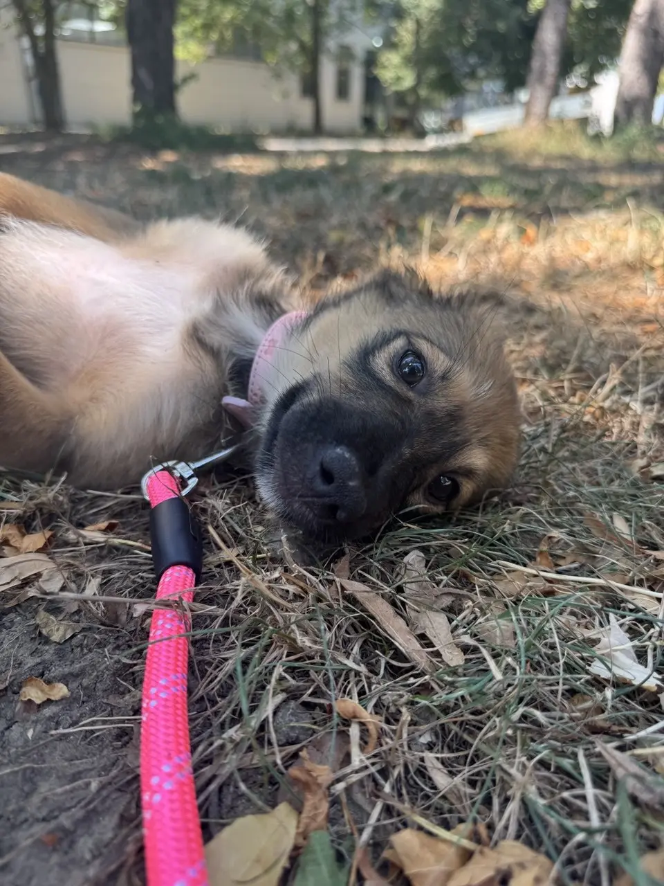Nala stă întinsă în aer liber, în locul în care este îngrijită.
