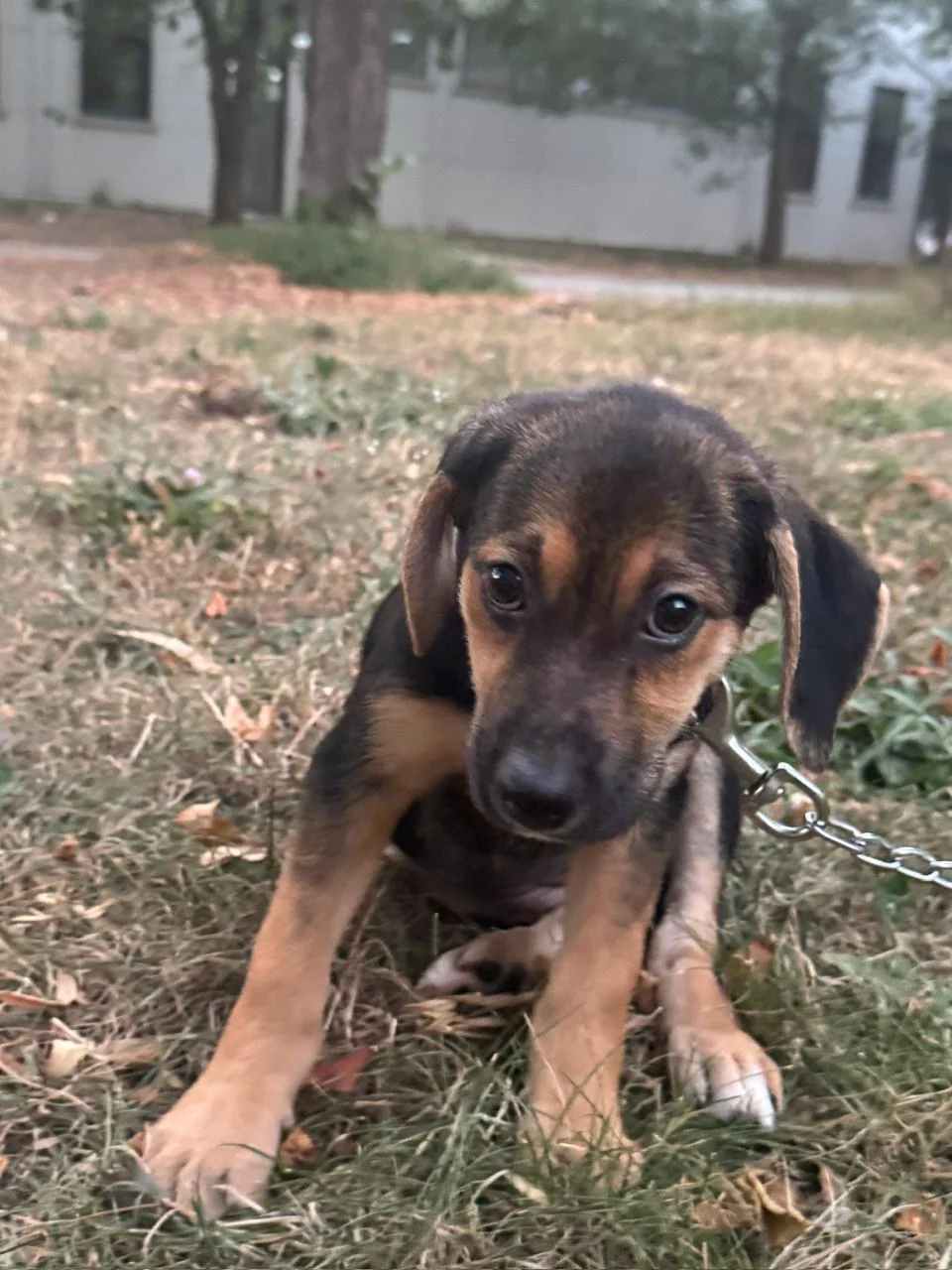 Oskar