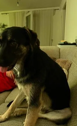 Rocky heute bei seiner neuen Familie in Deutschland